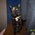 Diana Dorn DeJane's profile image