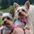 Natalie Ann Maraia Olsen's profile image
