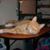 Susan Huck's profile image