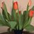Denise Jones's profile image