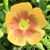 Gail Cullen's profile image