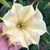 Ilona Grimberg's profile image