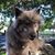 Dawn LaRoche Dawncoyote's profile image