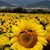 Lise Tesch's profile image