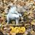 Shelly Davis's profile image