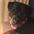 Debbie Noe Rosales's profile image