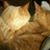 Flo Ruppert's profile image