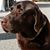 Jackson Brown's profile image