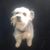 Johnnie M. Venezia's profile image