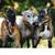 Carole Corrao's profile image