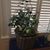 Marilyn Joanne Serraino's profile image