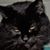 Joanne Thomas's profile image
