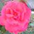 Joan Sullivan's profile image