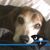 Janel Middleton's profile image