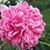Cindy Lou Kerwin's profile image