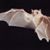 Bat Rawlins's profile image