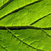 TheVerve A.'s profile image