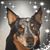 Diana McKnight's profile image