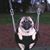 Andrea Pino Bragazzi's profile image