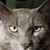 Mary Ann Perdue's profile image