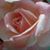 Rosalie Kelly's profile image