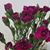 Anna Peron Butterfield-Smith's profile image