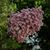 Cindy P. Ard's profile image