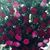 Liss Ramos's profile image