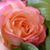 Lorena Espinoza's profile image