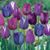 Michelle Elrod's profile image