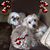 Trudy Untermeyer's profile image