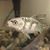 Saadia Ahmed's profile image