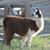 Jill Lewis's profile image