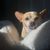 Luci Barcworthy's profile image