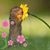 Shari Knoff Messenger's profile image