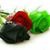 P Renee Binion's profile image