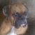 Dian Musik's profile image