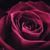 Chrystal Lee Marie Messias's profile image
