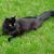 Diane Fryling's profile image