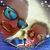 Robert Fisk's profile image