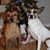 Lacie McGlone's profile image