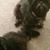 Paula Di Natale-Fus's profile image