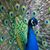 Erin Sponsler Kahn's profile image