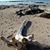 Debbie Riggs's profile image