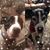 Stacie Scalf Weakley's profile image