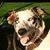 Peter Stuart Swart's profile image