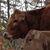Cheryl Tingler's profile image