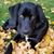 John Combe's profile image