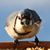 Diane Paxton's profile image