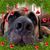 Michelle Juliano DiMezza's profile image